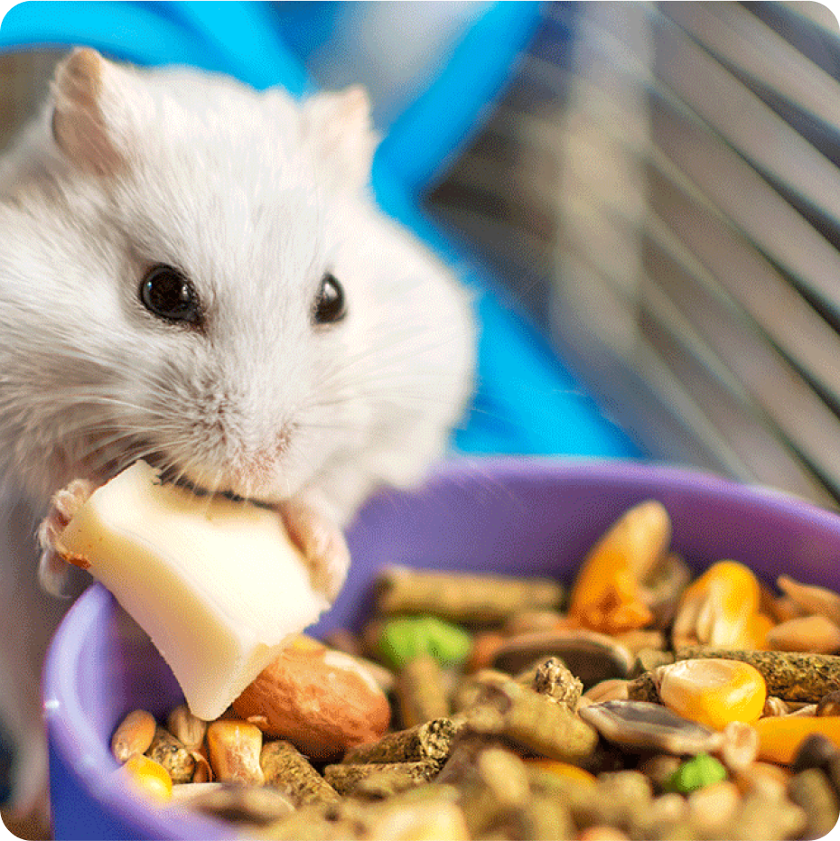 Djungarian Hamster - Facts, Diet, Habitat & Pictures on