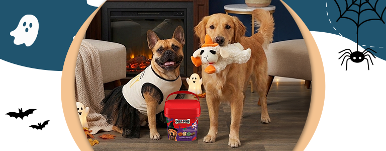 Dog in pumpkin hoodie, Halloween toys, treats, and cat in a fall play house