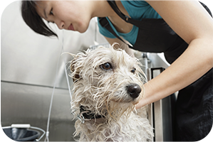 Dog being bathed by a groomer using a handheld showerhead