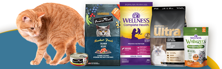 Orange cat looking at cat food and treats in bags