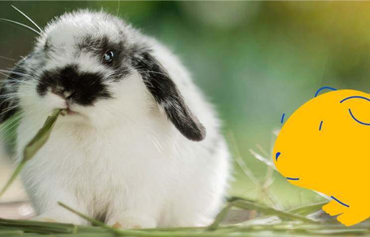 Pet Owner Guide to Caring for Rabbits
