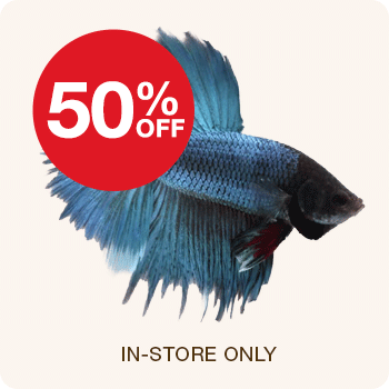 50% Off Select Betta Fish Large Male : Regular, Halfmoon, Crowntail, Twintail Halfmoon 