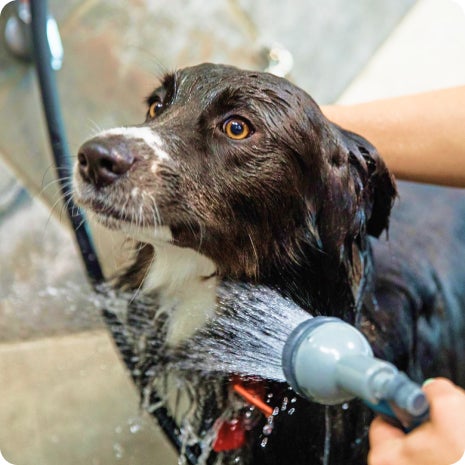 Wash your dog at a comfortable height