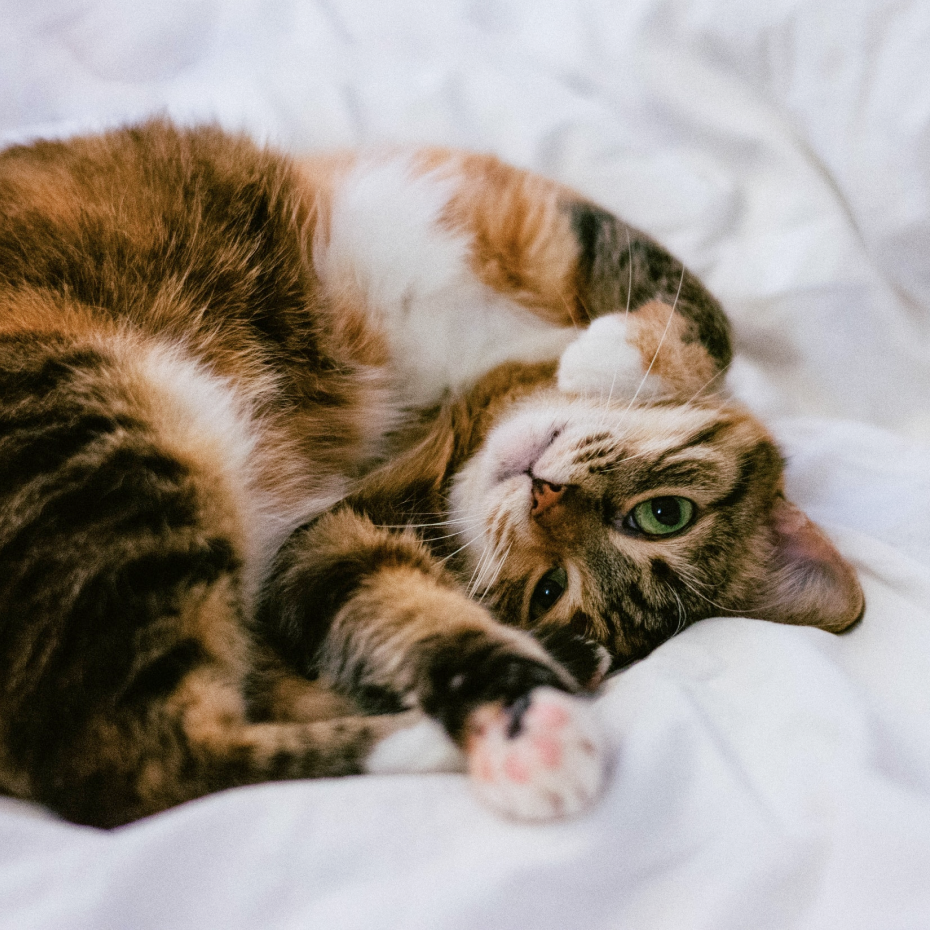 How to Brush Your Cat’s Teeth At-Home Guide
