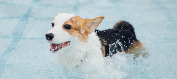 Water Safety for Dogs: What You Need to Know