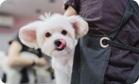 pet supermarket performatrin