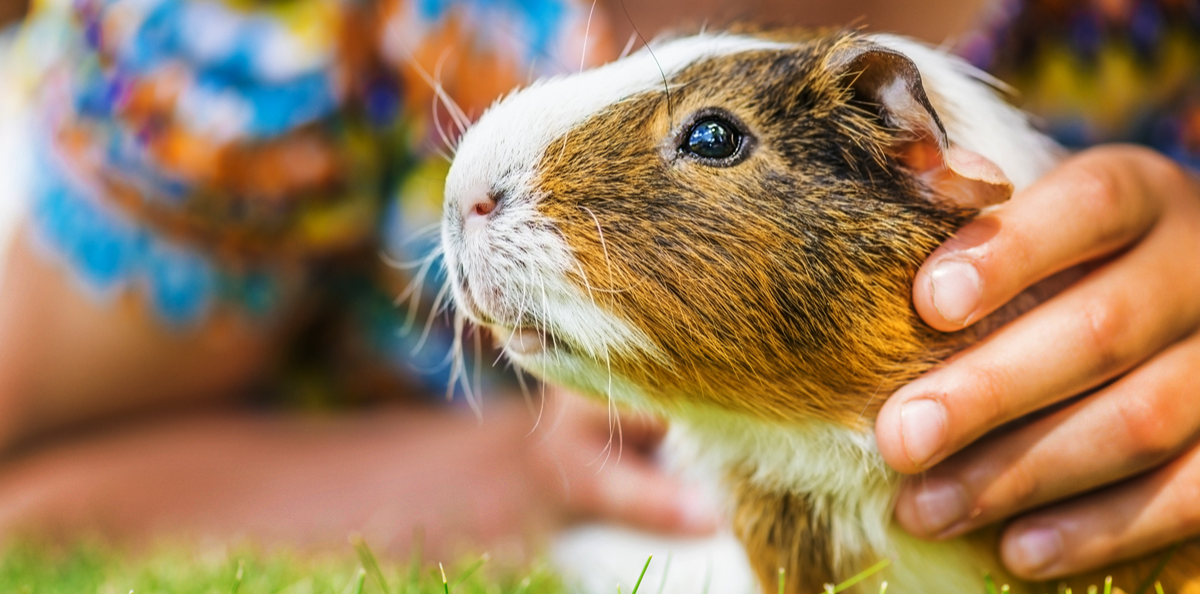 Guinea Pig Shop Pet Supermarket Pet Supermarket