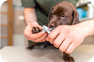 Puppy getting its nails trimmed by a groomer