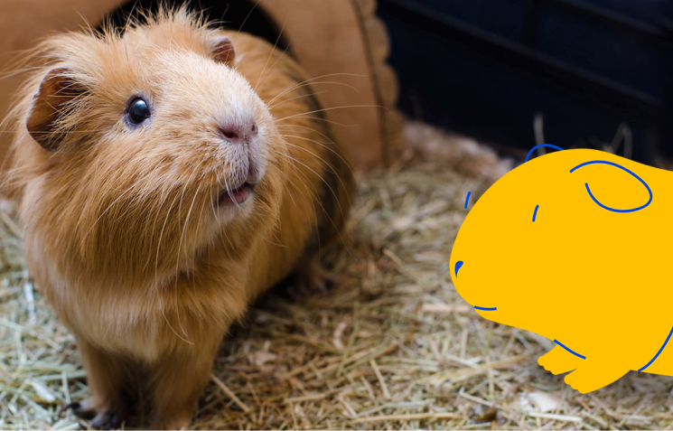 Pet Owner Guide to Caring for Guinea Pigs
