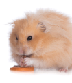 Teddy Bear Hamster