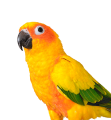 Conures