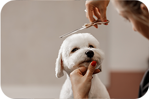 White dog getting its hair  trimmed during a grooming session