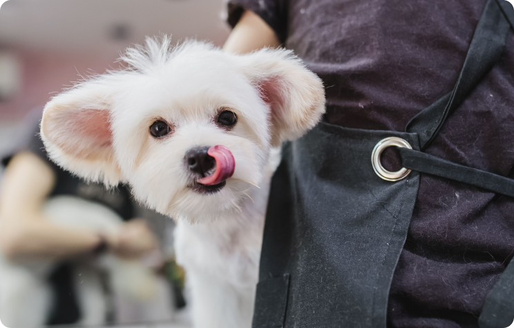 Get your pet looking their best