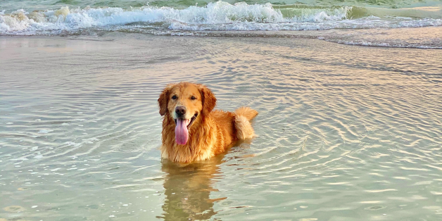 Summer Activities to Try With Your Dog
