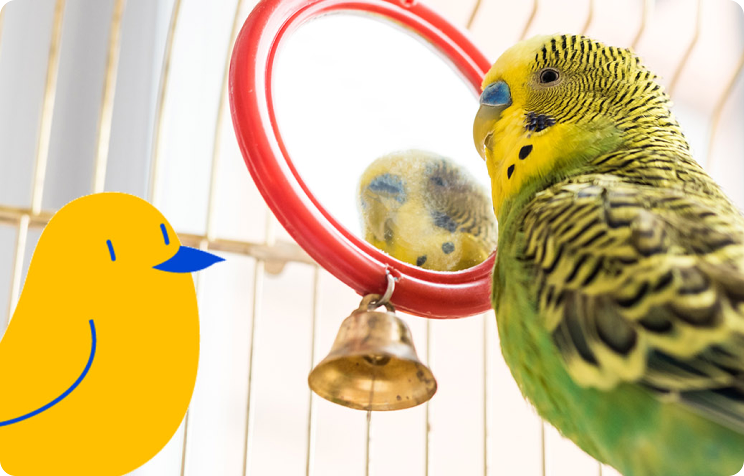 Pet Owner Guide to Caring for a Bird