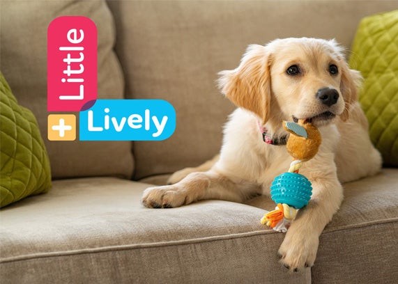Little + Lively logo in red, blue, and yellow - the background is an image of a golden retriever puppy on a couch with a blue and yellow toy in it's mouth