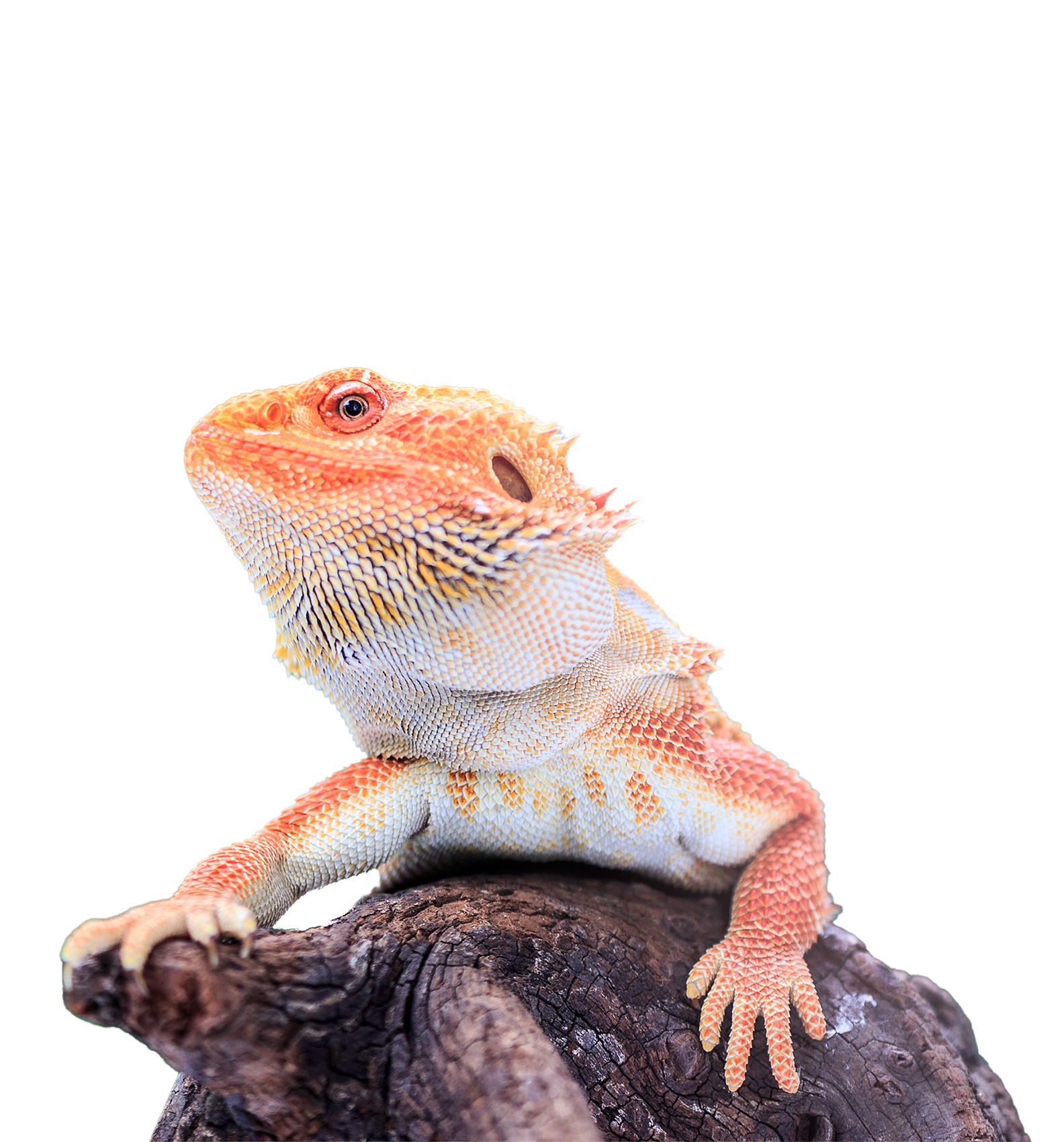 Bearded Dragon Shop