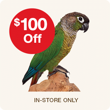 $100 Off Green Cheek Conures | In-store Only