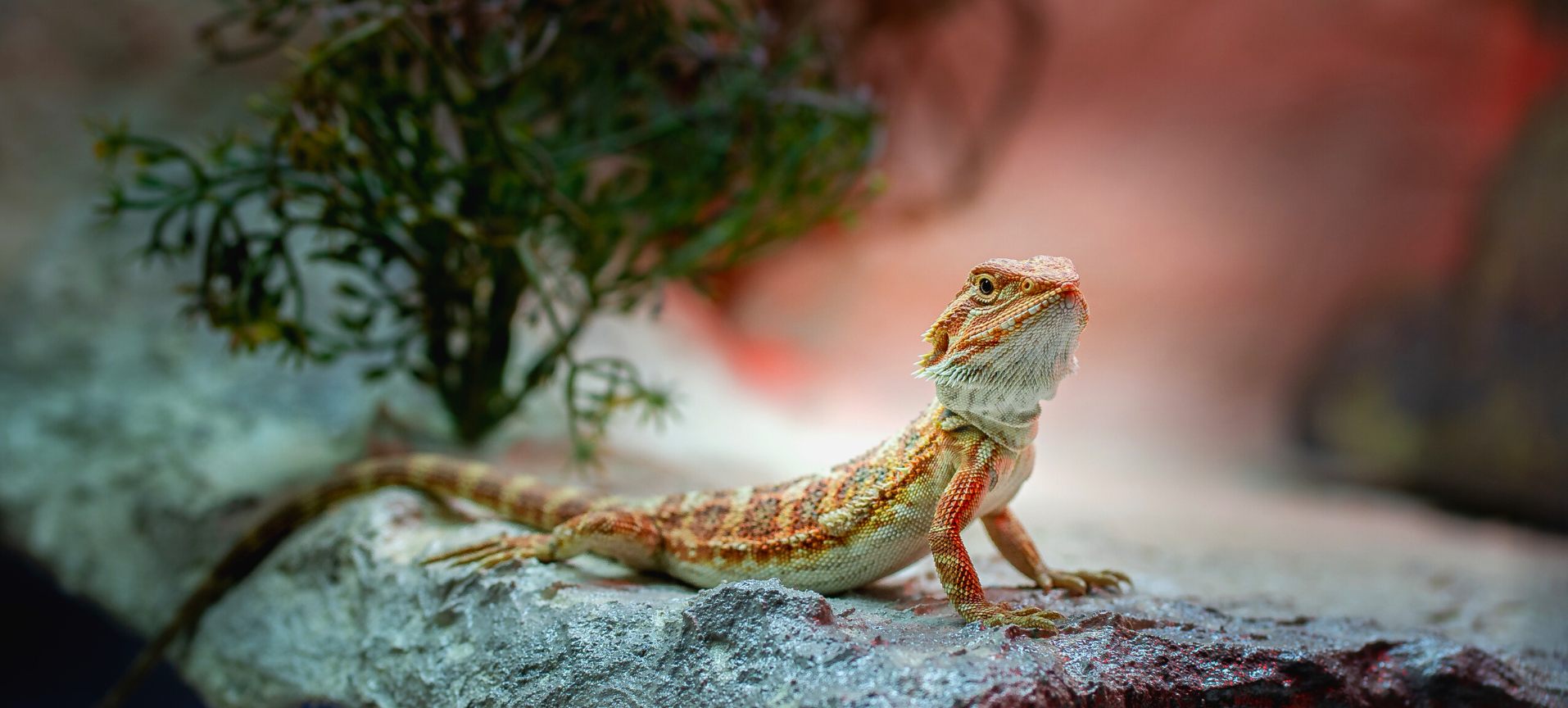 A bearded dragon with brown and orange scales is perched on a rock inside its habitat. The background features greenery and a blurred red and green gradient, giving the impression of a natural environment.