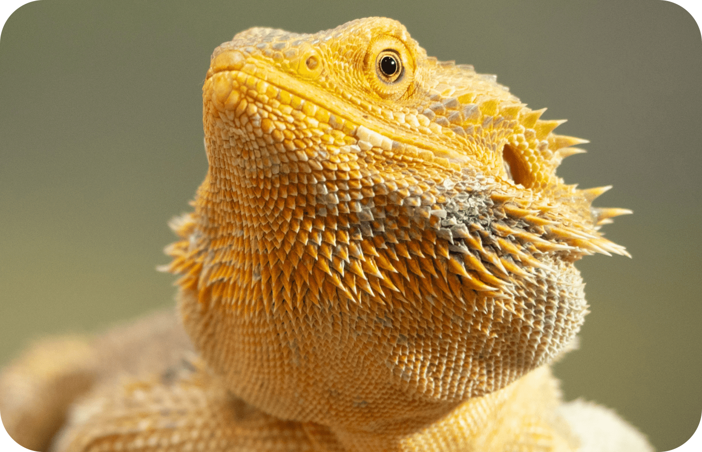 Bearded Dragon