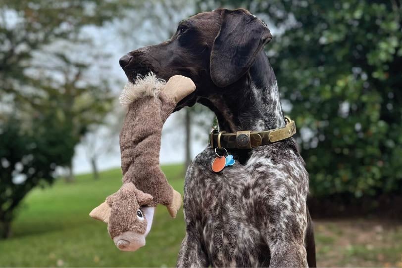 German shorthair pointer dog with brown plush toy in mouth