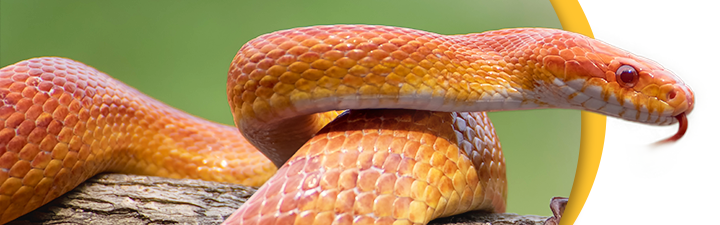 red and yellow snake image
