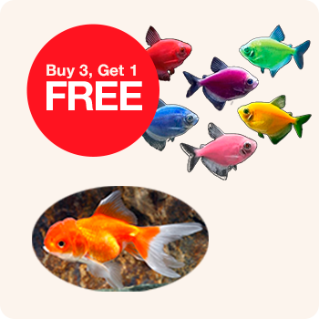 Promotional image for goldfish: buy 3, get 1 free offer displayed prominently
