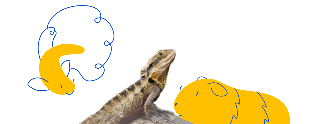 Make Pets a Part of Your Students’ Lives