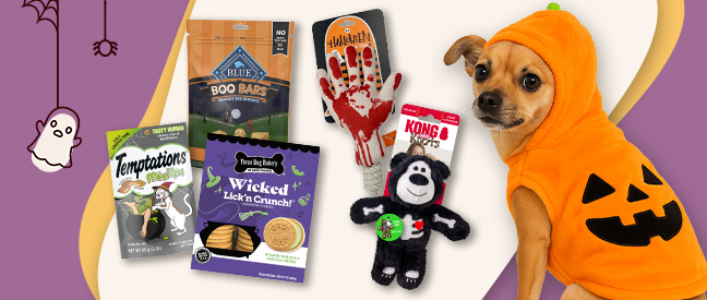 Halloween dog in pumpkin costume and Halloween themed toys and treats