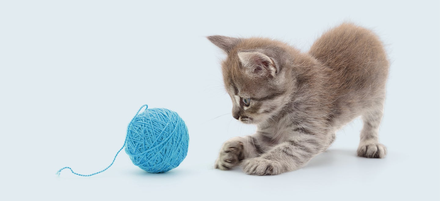 Kitten and blue ball