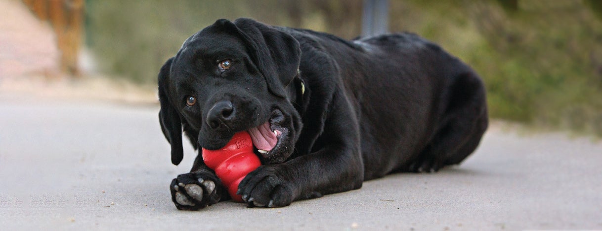 KONG Easy Treat Peanut Butter • Super Pet Market