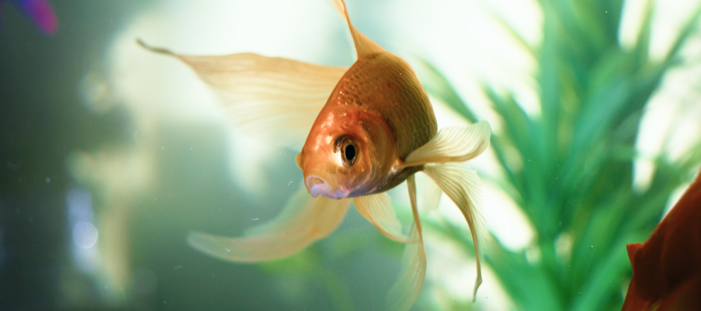 FAQ's for New Fish Pet Owners