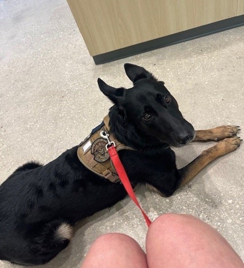 K9 Chuky relaxing on the floor