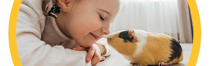 A brown and white guinea pig on a white background. To the right, a yellow cartoon guinea pig with blue outlines, a Peticon, is facing the real guinea pig.