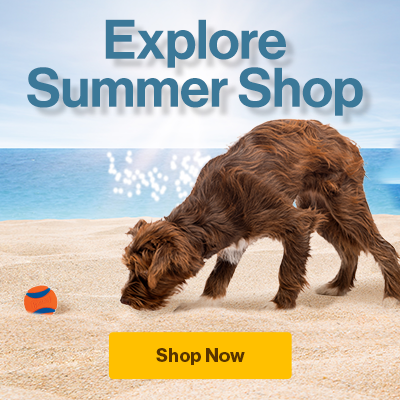 "Explore Summer Shop" with a brown dog on the beach sniffing the sand next to a orange and blue ball with "shop now" button
