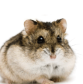 Dwarf Hamster