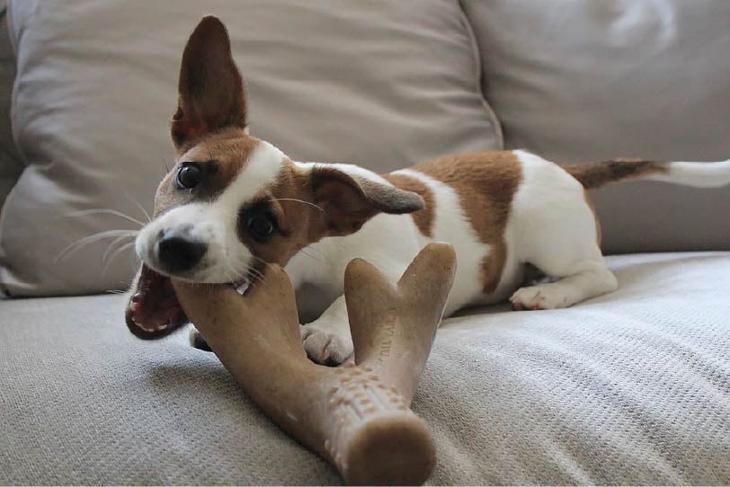 Jack Russell dog with brown antler shaped chew toy in mouth