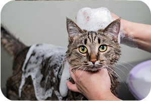 Cat in a bath, covered in sudsy bubbles from the shampoo