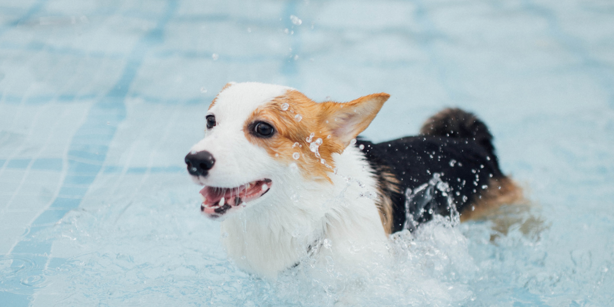 Water Safety for Dogs