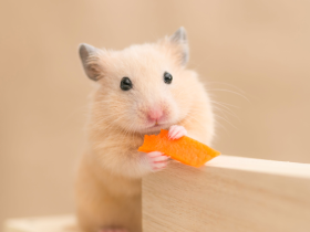 Hamster