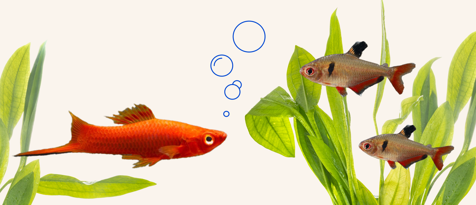 Live Fish Deals Pet Supermarket