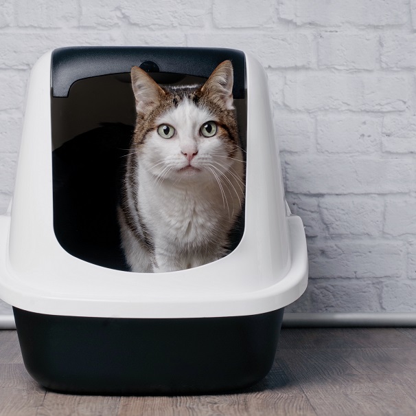 Cat litter box with privacy