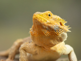 Bearded Dragon