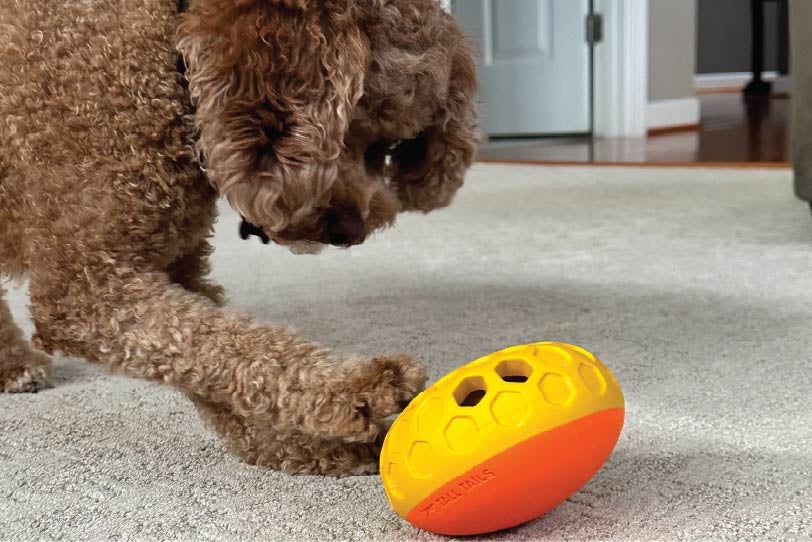 curly brown dog with yellow and orange treat dispensing ball toy