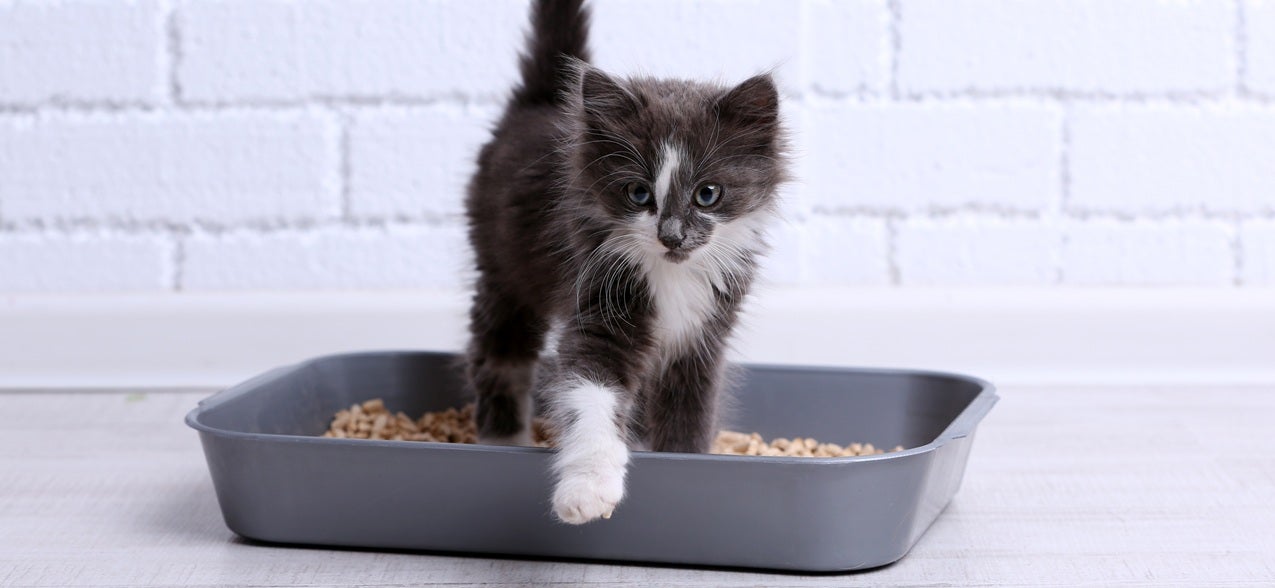 Grey and white kitten standing in a grey litter box