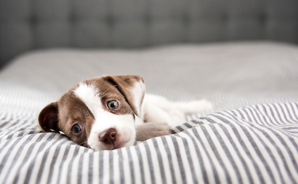 A small puppy with brown and white fur lying on a bed with gray and white striped sheets, looking up with big, curious eyes. The background shows a tufted gray headboard, creating a cozy and inviting atmosphere.
