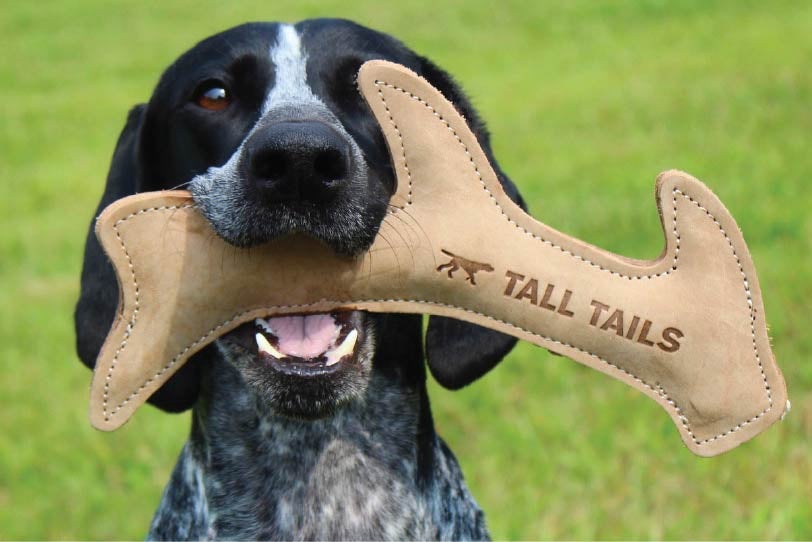 German shorthaired pointer with leather chew toy