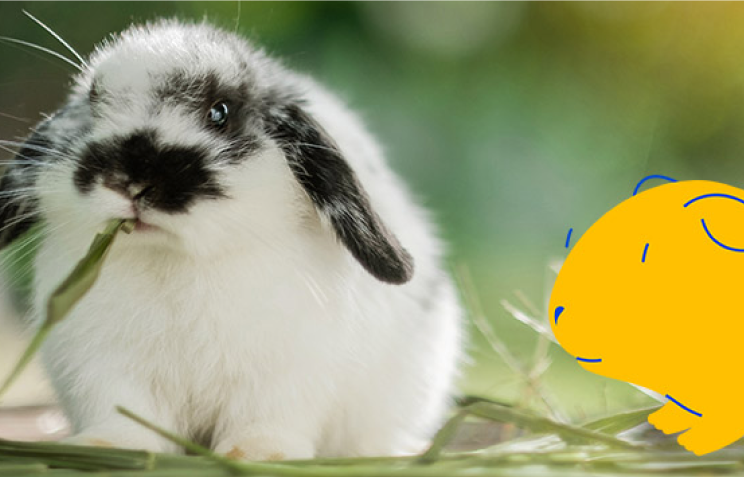 Pet Owner Guide to Caring for Rabbits | Pet Supermarket