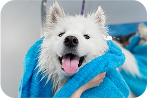 Puppy wrapped in a blue towel after a bath