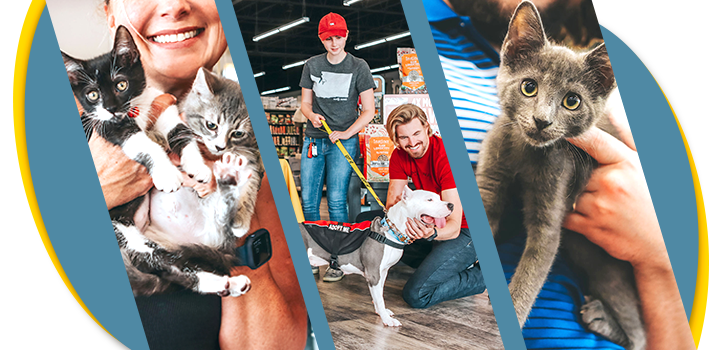 Rescue kittens and dog for adoption at a Pet Supermarket